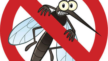 Summer Safety: The Bugs are Back